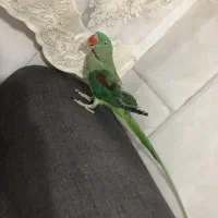 شاه طوطی نر با قفس