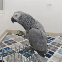 کاسکو رام و دستی و کلام دار بدون گاز گرفتن|پرنده|خورموج, |دیوار