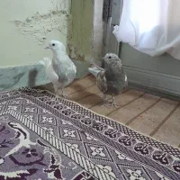 کبوتر تهرانی|پرنده|اصفهان, همدانیان|دیوار