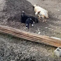 فروش تعداد گوسفند فروشی