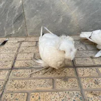 کبوتر زینتی|پرنده|اصفهان, شاهزید|دیوار