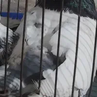 کبوتر نر