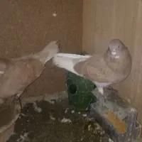 کبوتر|پرنده|آفتاب, |دیوار