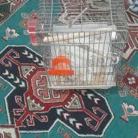 قفس عروس هلندی وطوطی برزیلی