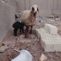 گوسفند|حیوانات مزرعه|یزد, |دیوار