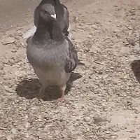 شامی کاکلی روشن و...|پرنده|قائن, |دیوار