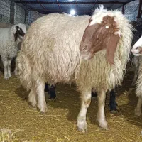 بره قوچ صدامی سنجابی