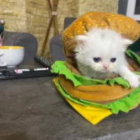 گربه دو ماهه|گربه|بندرعباس, |دیوار