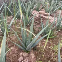 فروش بوته کامل الوورا گلخانه