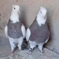 باسلام کبوتر طوقی نر ماده|پرنده|جزنیک, |دیوار