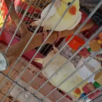 یک جفت عروس هلندی لوتینو|پرنده|شیراز, وزیرآباد|دیوار