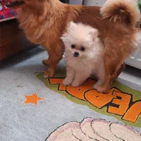 سگ نر پامرروباهی