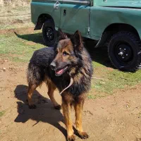 سگ ژرمن گمشده