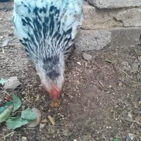 اهواز کوت عبدالله|حیوانات مزرعه|کارون, |دیوار