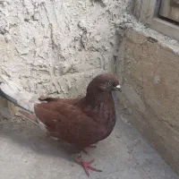 کفتر نر سرخ