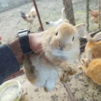 خرگوش نیمه لپ|موش و خرگوش|طاهرگوراب, |دیوار