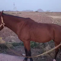 اسب مادیان|حیوانات مزرعه|باشتین, |دیوار