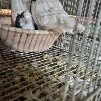 یک جفت کفتر طوقی|پرنده|قم, جوی شور|دیوار