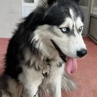 سگ هاسکی گم شده