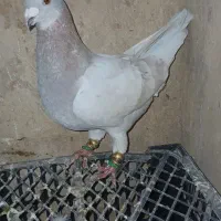 کفتر کبوتر سارا اوقون زرد