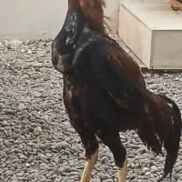 تخم لاری|حیوانات مزرعه|کوچصفهان, |دیوار