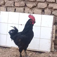 خروس پرپا و لاری