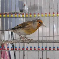 سهره قناری سرخ دهن دار