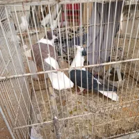 ساده افغانی کاکلی عتیقه|پرنده|مشهد, امیرآباد|دیوار