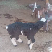 فروش ۱عدد بره ۱ماهه