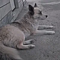 سگ هاسکی|سگ|محمدشهر, محمدشهر|دیوار