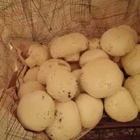 پرورش قارچ زابل