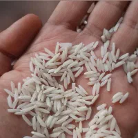 برنج هاشمی اعلا شفت