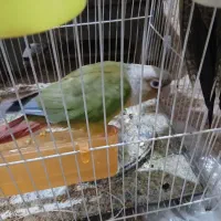 طوطی گرینچینگ و عروس هلندی