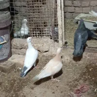 کفتر جفتی750
