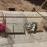 قفس‌ پرنده مناسب برای مرغ عشق مرغ مینا عروس هلندی|لوازم جانبی حیوانات|هشتگرد, هشتگرد قدیم|دیوار