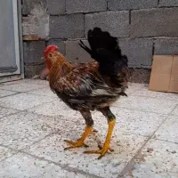 مرغ*خروس