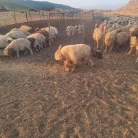 میش درجه یک
