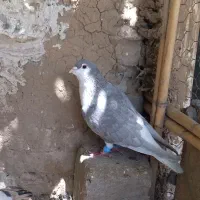 کبوتر ساده الماسی افشان و سار اوقون