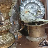 عروس هلندی ماده|پرنده|سیلاخور, |دیوار