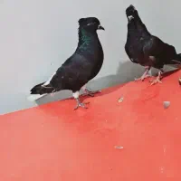 اشعل سیاه