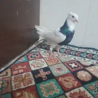 کفتر طوقی|پرنده|مشکین‌دشت, |دیوار