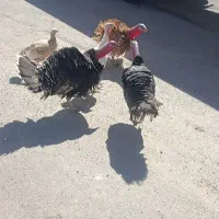 5تا بوقلمون