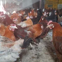 مرغ و خروس بالغ|حیوانات مزرعه|شیراز, کاراندیش|دیوار