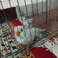 کوتوله و جوجه برهما قیمت توافقی