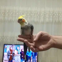 1جفت عروس هلندی مولد تخمگذار صاف اتو کشیده