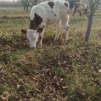 گوساله سیمینتال ماده