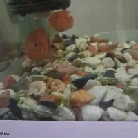 شش عدد ماهی