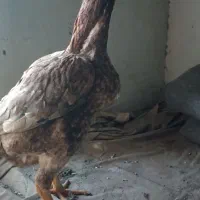 مرغ وخروس|حیوانات مزرعه|قزوین, |دیوار