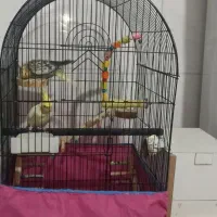 عروس هلندی جفت ، با جوجه