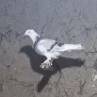 کفتر کاکلی ماده|پرنده|بسطام, |دیوار